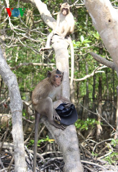 Natural beauty of Can Gio primeval mangrove forest  - ảnh 10